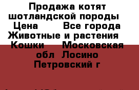 Продажа котят шотландской породы › Цена ­ - - Все города Животные и растения » Кошки   . Московская обл.,Лосино-Петровский г.